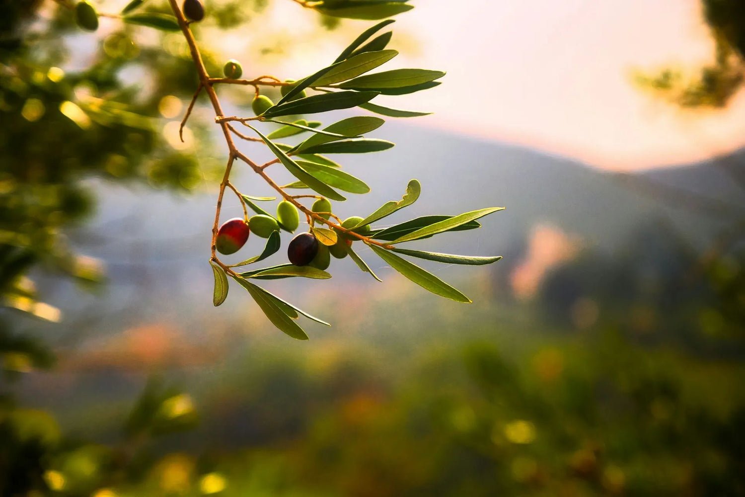 Olio Extravergine d’Oliva Italiano: Perché è Considerato il Migliore al Mondo
